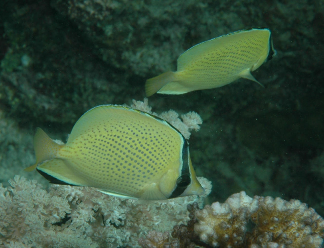 Chaetodon citrinellus (Pesce farfalla limone)